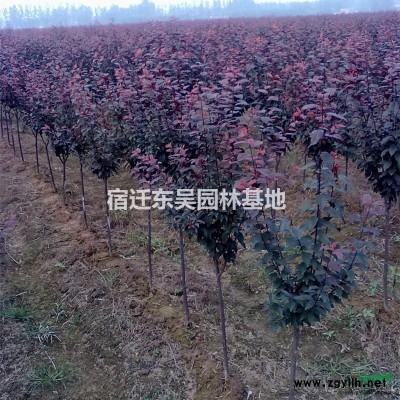 江蘇35公分40公分45公分50公分60公分高度連翹產地價格