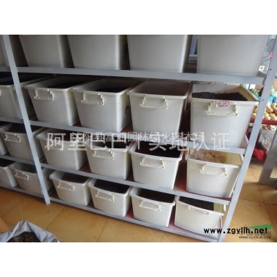專賣小苗；金葉女貞苗  紅葉小檗苗 連翹 迎春 月季 小葉黃