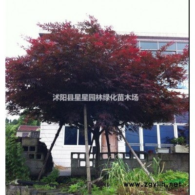 紅葉石楠新價格，優(yōu)質(zhì)紅葉石楠起苗中，綠化工程專用