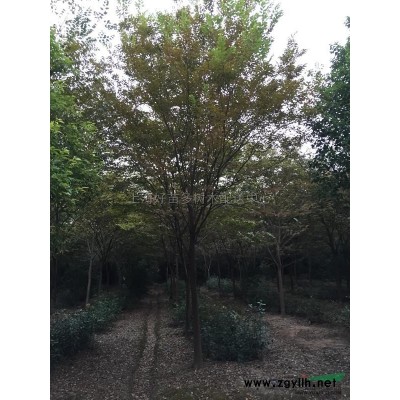 苗圃建成十周年新老客戶(hù)大回饋,池杉、落羽杉、烏桕、紅葉石楠。