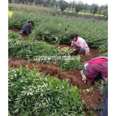 50公分高連翹價格哪里低？