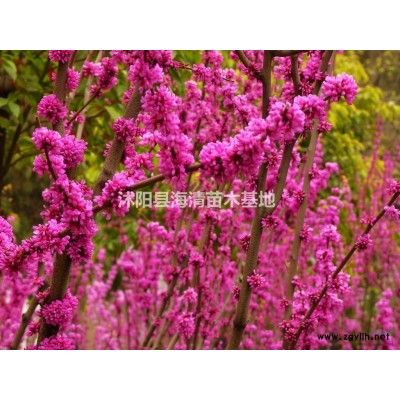 江蘇高桿紅葉石楠目前批發(fā)價(jià)格是多少