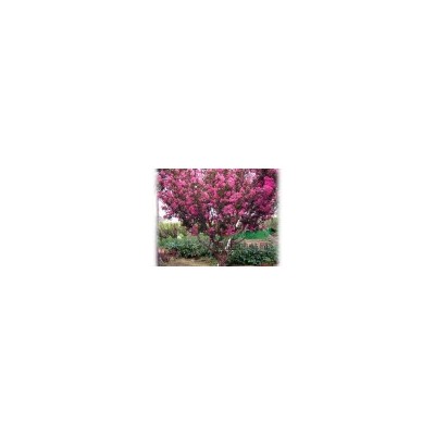 紅葉石楠毛球紅葉石楠價(jià)格【了解】