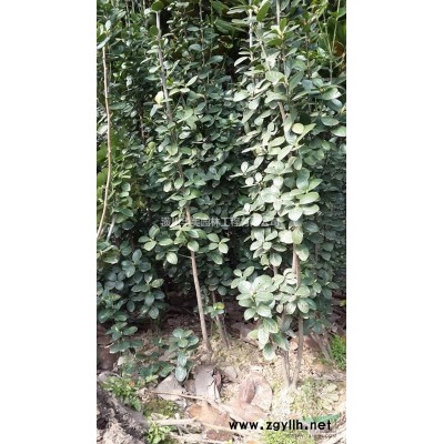紅石楠苗價格，1-2米高紅葉石楠價格，河南紅葉石楠產地報價