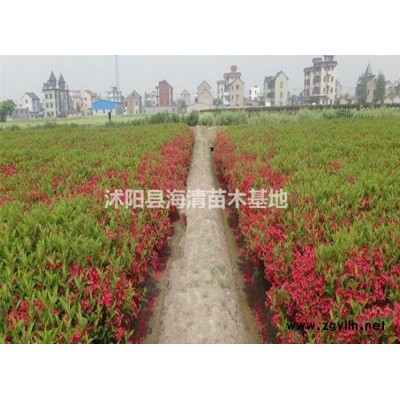沭陽金葉連翹價(jià)格1米金葉連翹價(jià)格是多少