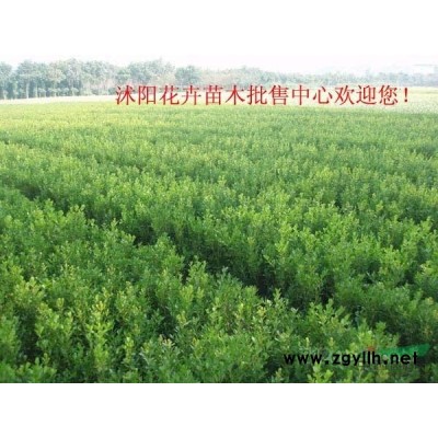 江蘇紅葉石楠毛球 紅葉石楠苗批發(fā)/供應(yīng)