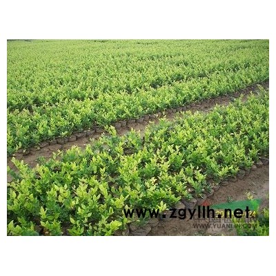 南京紅葉石楠苗價(jià)格\南京石楠小苗價(jià)格\南京紅葉石楠報(bào)價(jià)