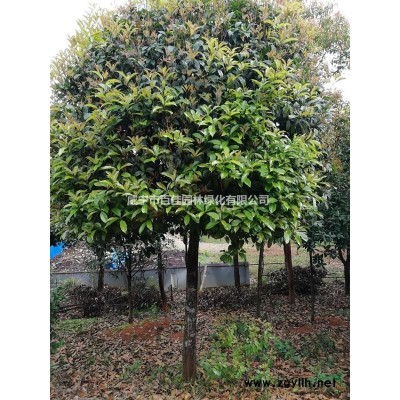 低價出售2---5年桂花苗，紅葉石楠苗0.4元