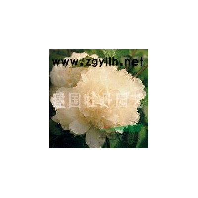 連翹