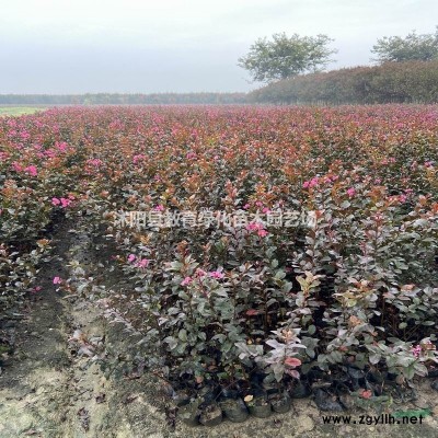 紅豆杉種子桂花種子紅楓種子藍(lán)花楹等種子