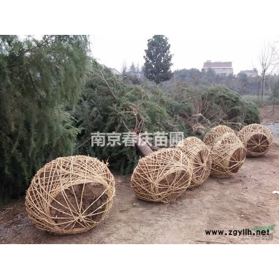 南京紅葉石楠價格紅葉石楠球多少錢一棵