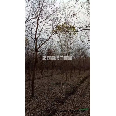叢生紅葉石楠樹價格 冠幅300cm 分支30cm以下