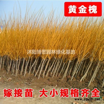 黃連翹批發(fā)，黃連翹基地，黃連翹價格