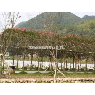 批發(fā)高桿石楠樹 精品紅葉石楠樹價格 4公分紅葉石楠苗圃基地