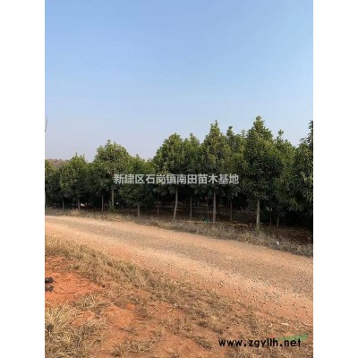 江西供應(yīng)紅葉石楠樹(shù)。