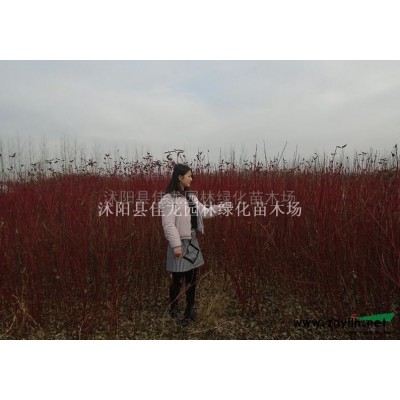 江蘇金森女貞價(jià)格/金森女貞基地