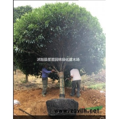 江蘇低價批發(fā)金森女貞*新價格規(guī)格*，質(zhì)量優(yōu)，