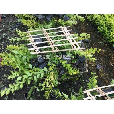 法國冬青 土球飽滿 葉水清秀 枝條發達 根須飽滿 發達