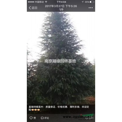 【供應】南京紅葉石楠價格