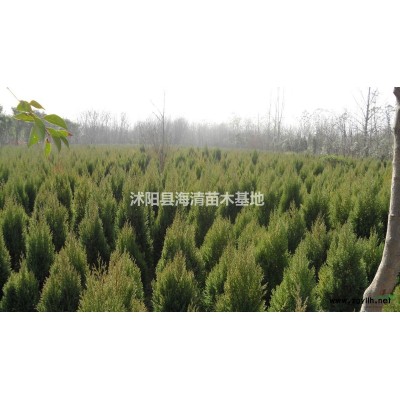 江蘇地區(qū)金森女貞球現(xiàn)在價(jià)格是多少