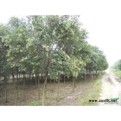 供應(yīng)石楠、紅葉石楠小苗，紅葉石楠球，石楠價格，高桿石楠