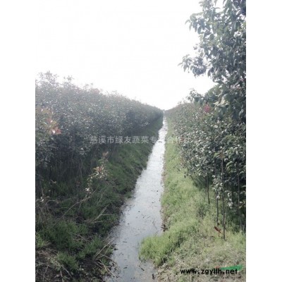 高桿紅葉石楠甩賣