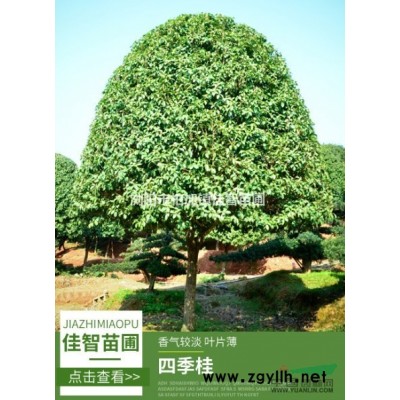 湖南佳智羅漢松/造型黑松/瀏陽(yáng)原生香樟樹(shù)/精品紅葉石楠