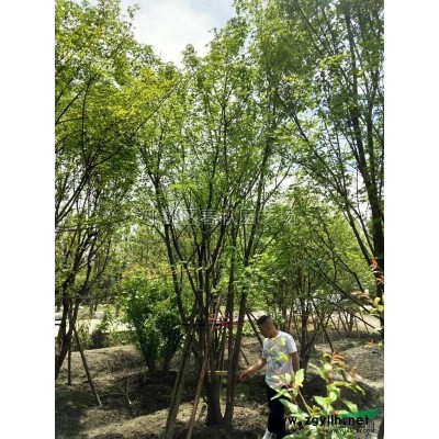 成都周邊供應法國冬青小苗，青珊瑚杯苗/優質法國冬青精品大杯苗