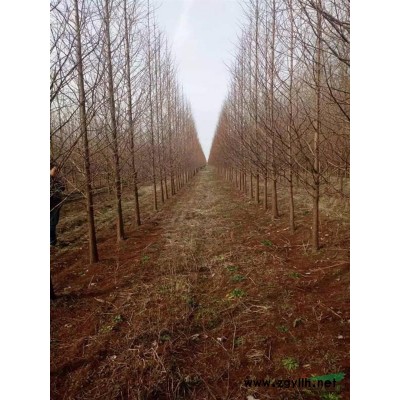江蘇地區供應1米紅葉石楠球