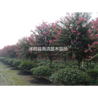 法國冬青報(bào)價(jià)50-80-100公分法國冬青多少錢一棵