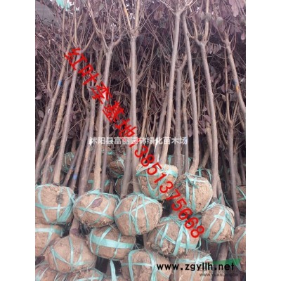 低價專賣；金葉女貞 紅葉小檗  衛矛 紅葉石楠 紅天竹子