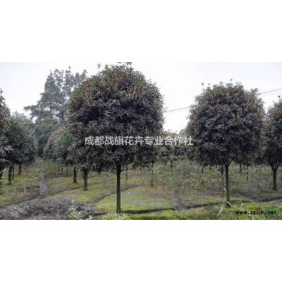 女貞綠化杯苗價格  金禾女貞16杯苗  金葉女貞 金森女貞區(qū)