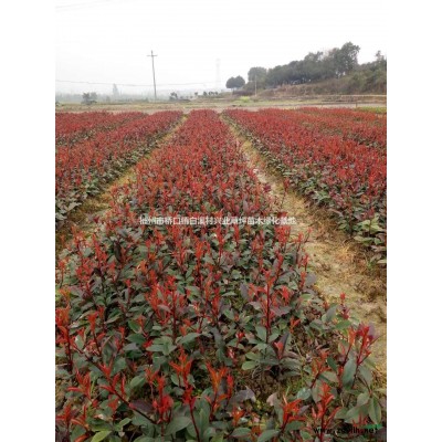 郴州紅葉石楠苗，湖南優(yōu)質(zhì)紅葉石楠小苗，紅葉石楠小苗價(jià)格