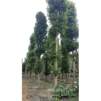 法國冬青苗圃基地  冬青苗子批發(fā)  法國冬青基地價格