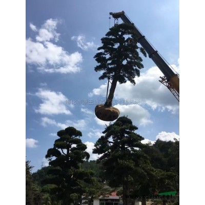 浙江紅葉石楠3信息