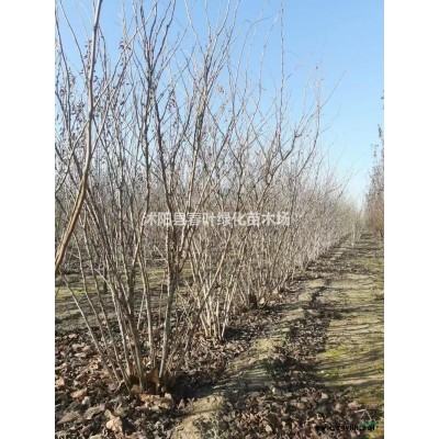 法國冬青價(jià)格_法國冬青圖片_法國冬青產(chǎn)地_法國冬青基地