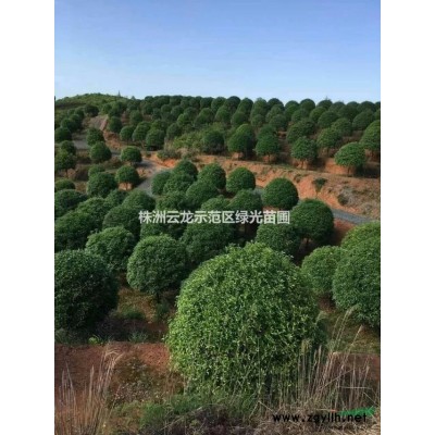 金森女貞,金森女貞扦插苗,金森女貞小苗,金森女貞色塊苗