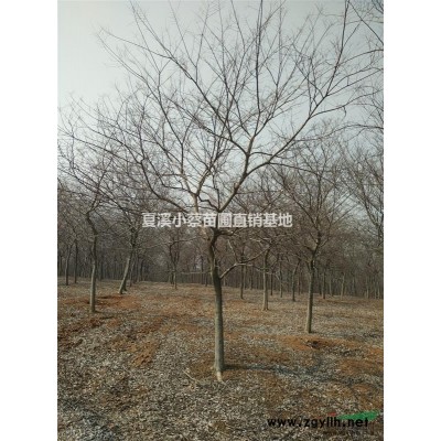 常州新力家庭農(nóng)場(chǎng)直銷供應(yīng)：【紅葉石楠大杯苗】等