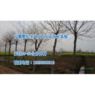安徽紅葉石楠1*新報價/紅葉石楠1圖片