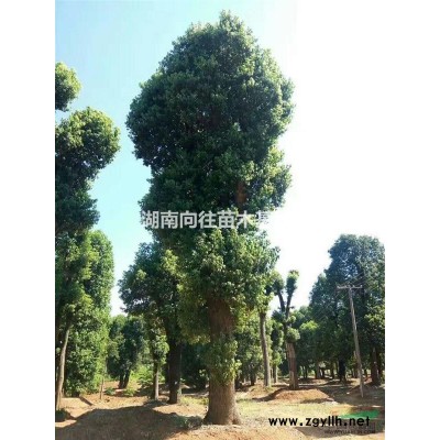法國冬青行情報價/法國冬青圖片展示
