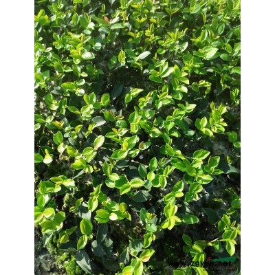 高產(chǎn)油茶苗