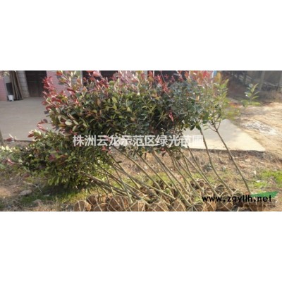 金邊黃楊,金邊四季青,大葉黃楊,小葉黃楊,金邊黃楊小苗
