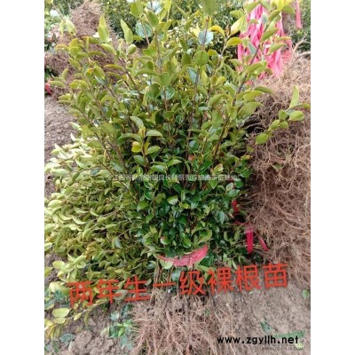一年生長林系列嫁接油茶苗哪里買？哪里便宜？