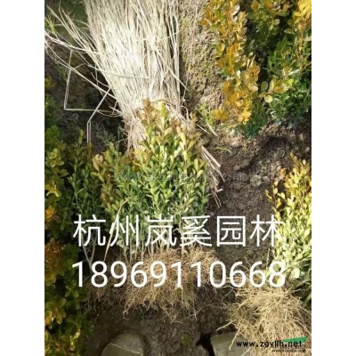 法國冬青2行情報價\法國冬青2圖片展示
