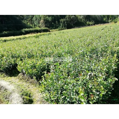 福建油茶苗，高產油茶苗，黃金果小子油茶苗，有裸根苗和杯苗