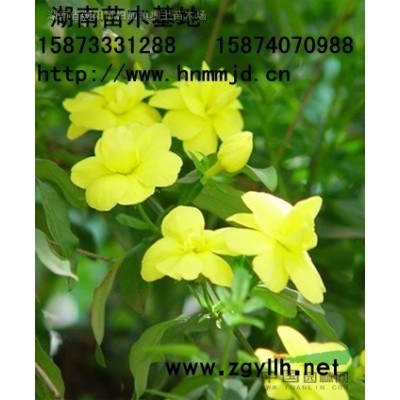 湖南油茶樹(shù) 優(yōu)質(zhì)湖南油茶實(shí)生苗 湖南油茶苗 湖南油茶價(jià)格