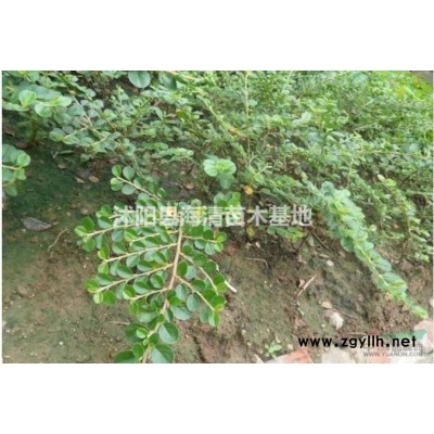 金邊黃楊報(bào)價(jià)沭陽金邊黃楊價(jià)格高嗎