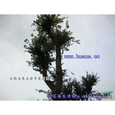 法國冬青，法青-華美苗圃