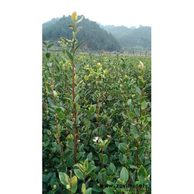*供應(yīng)油茶苗