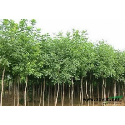 法國冬青行情報(bào)價(jià)\法國冬青圖片展示